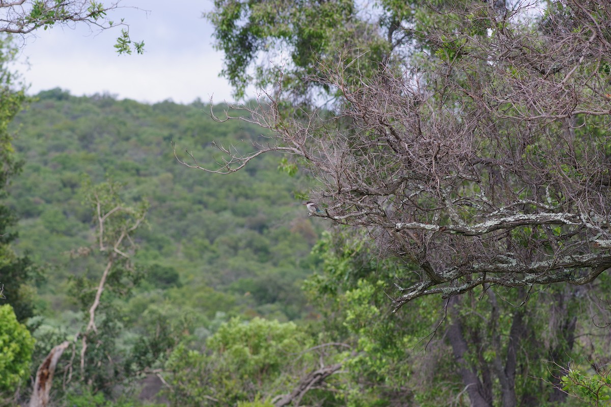 Striped Kingfisher - ML647225624