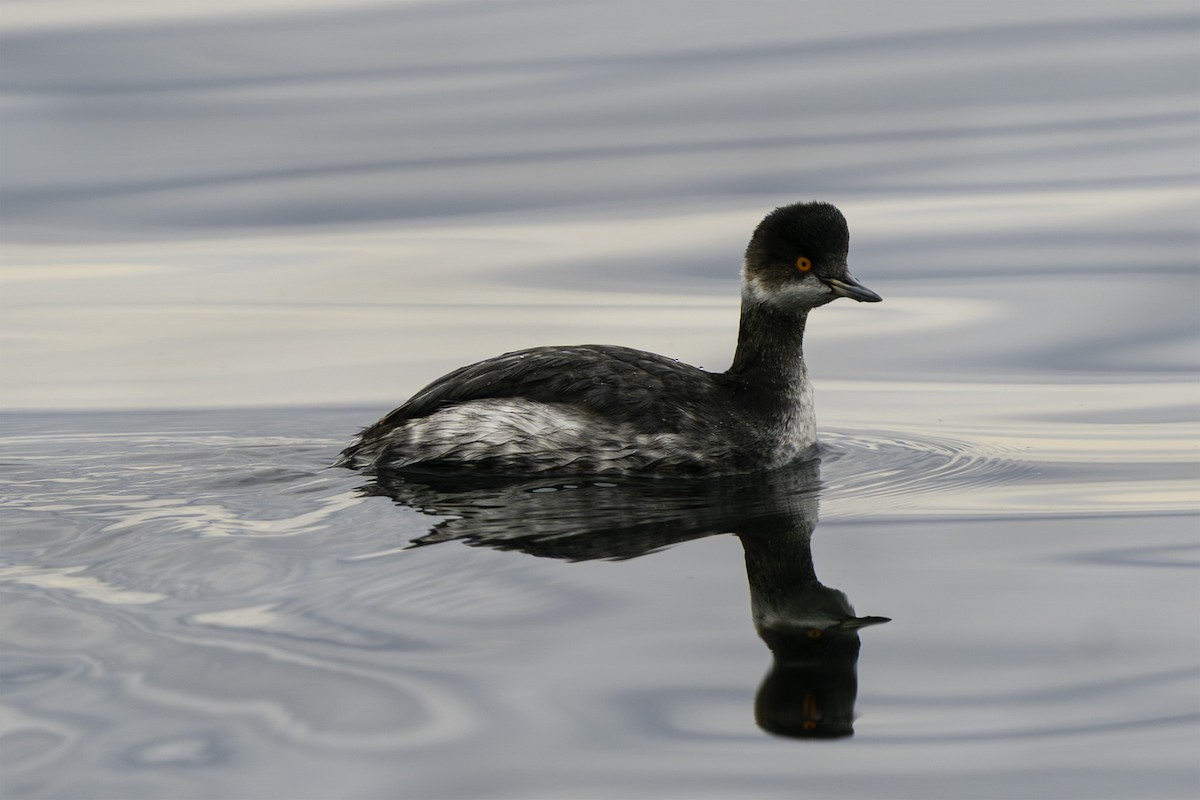 Grèbe à cou noir - ML647225628