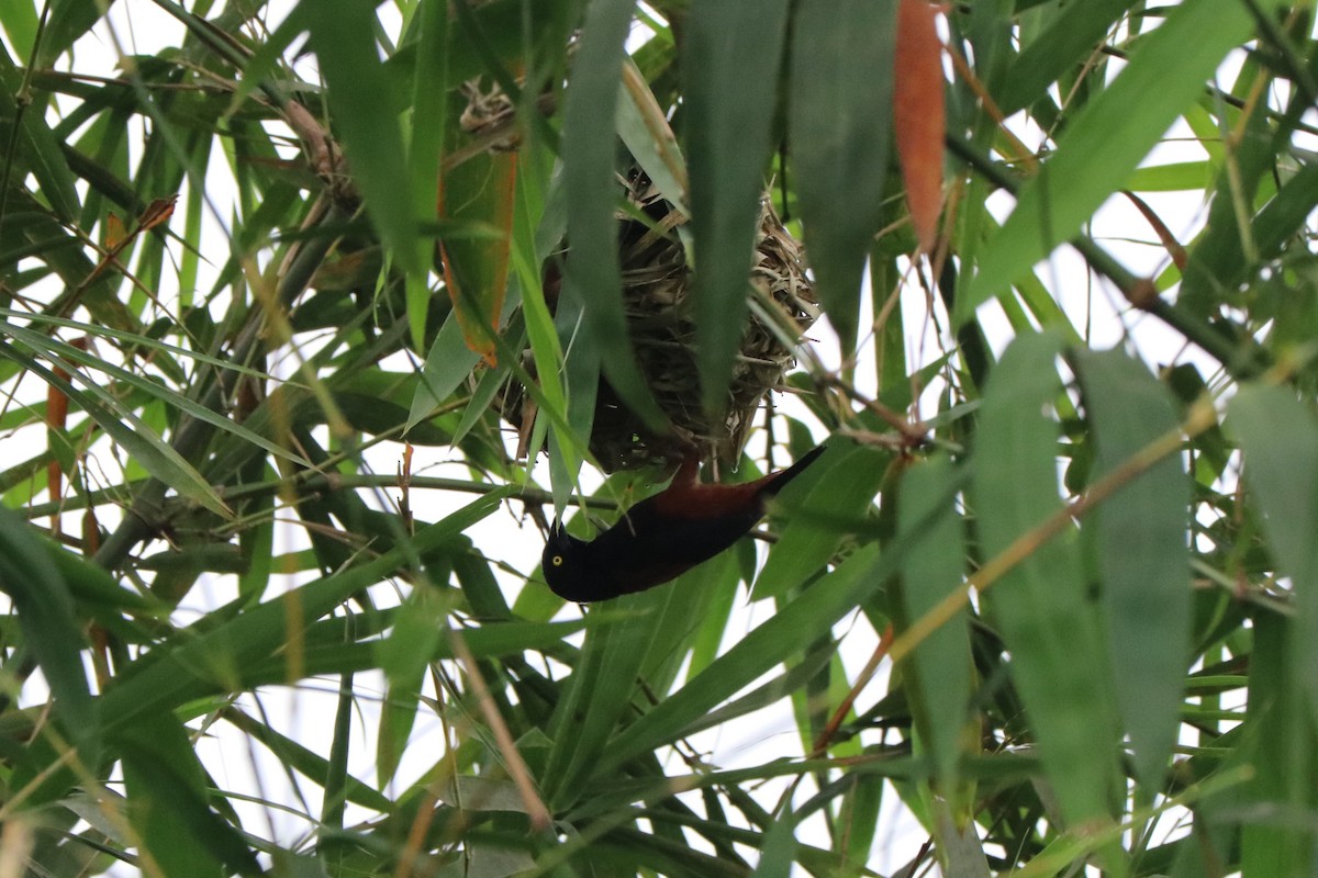 Chestnut-and-black Weaver - ML647225634
