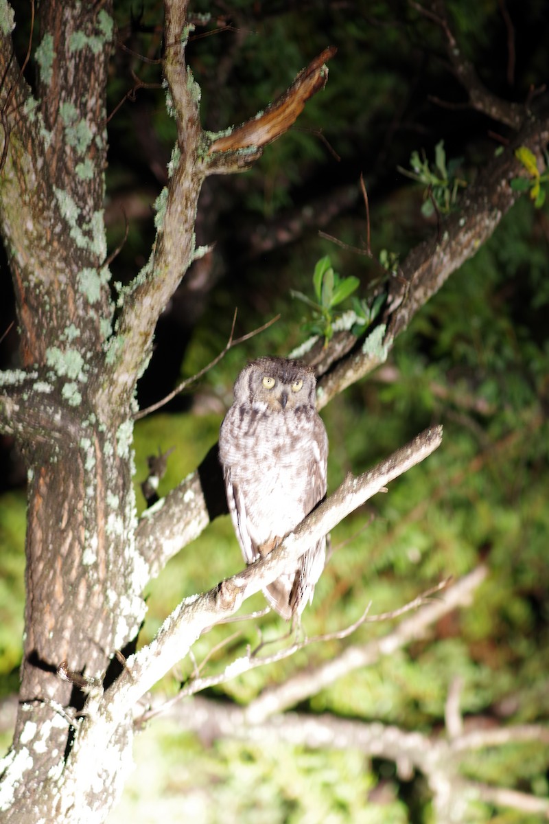 Benekli Puhu - ML647225638