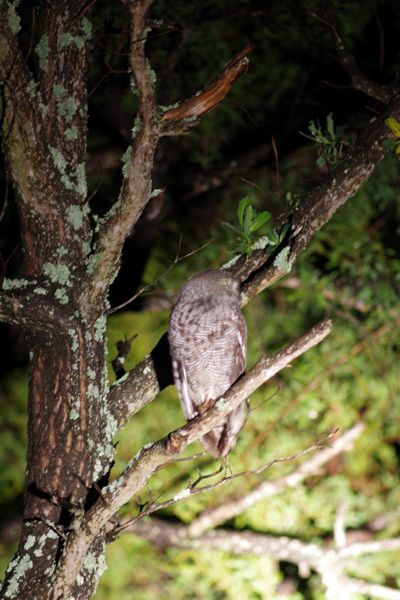 Benekli Puhu - ML647225639