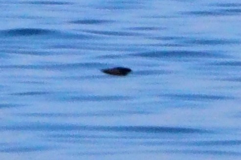 låvesvale - ML647225641