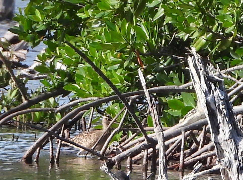 Hudsonian Whimbrel - ML647225647