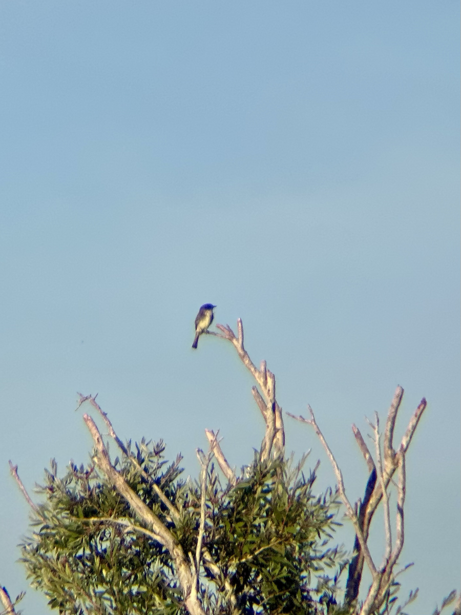 Eastern Phoebe - ML647225648