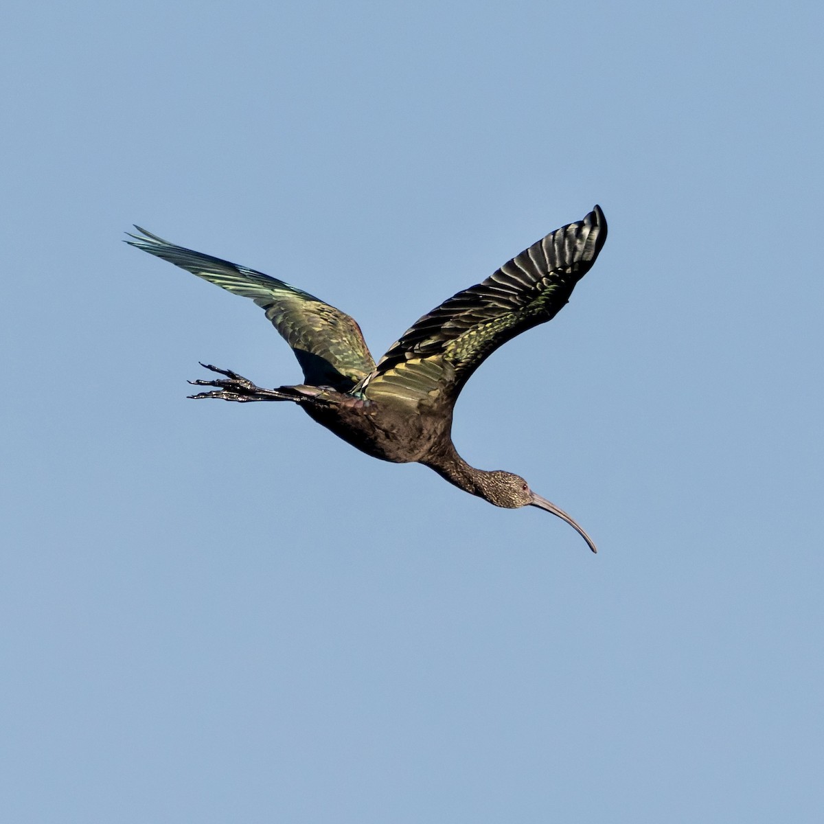 Beltzaran musuzuria - ML647225651