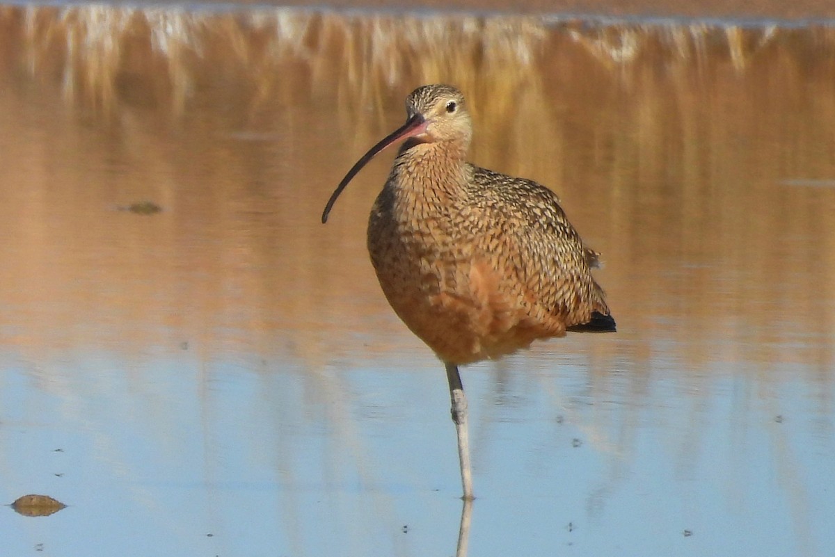 Кульон американський - ML647225671