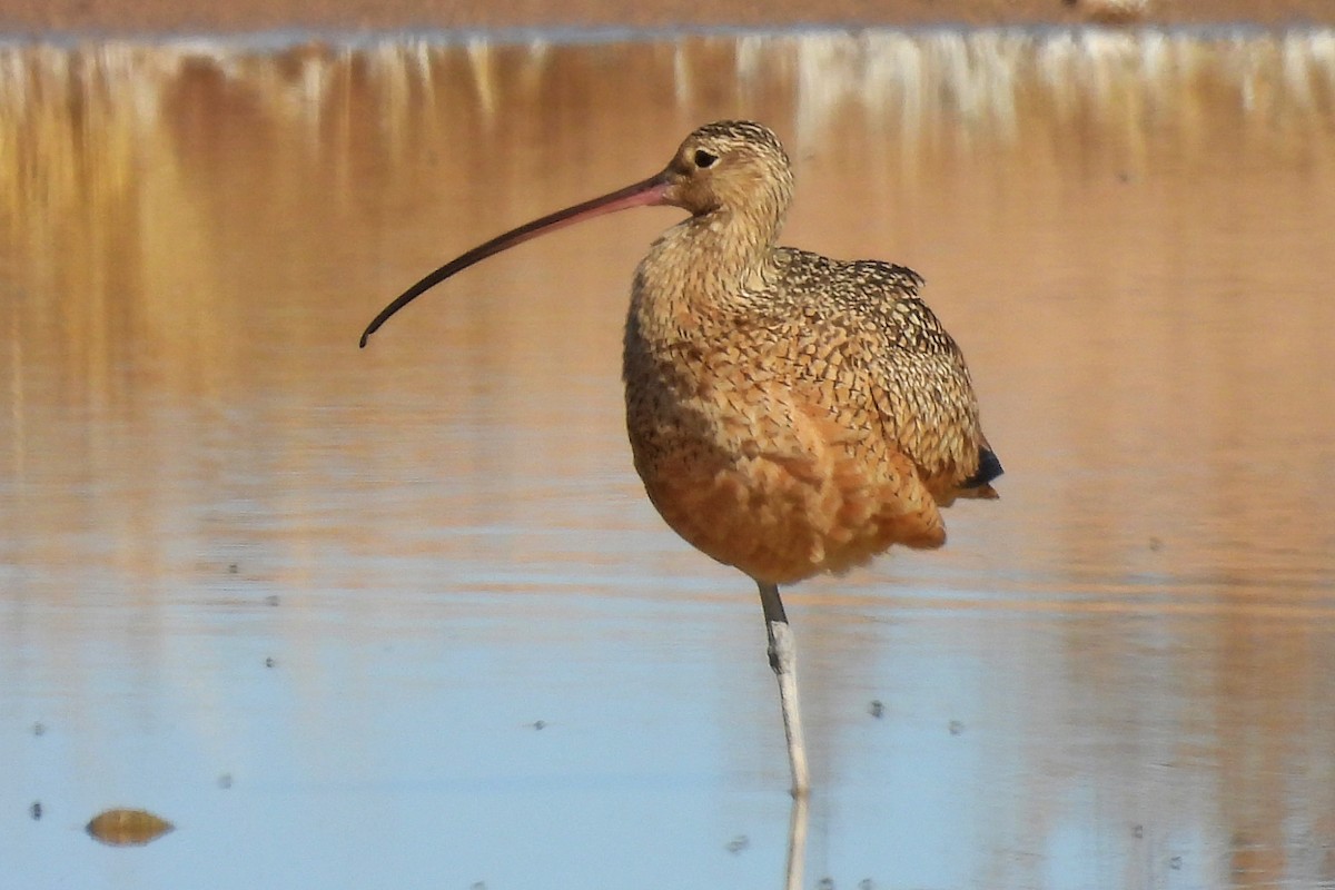 Кульон американський - ML647225693