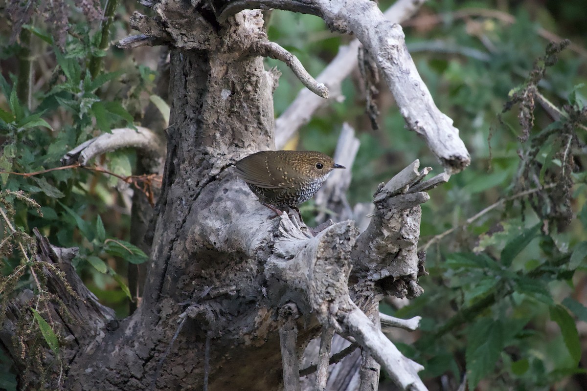 Scaly-breasted Cupwing - ML647225694