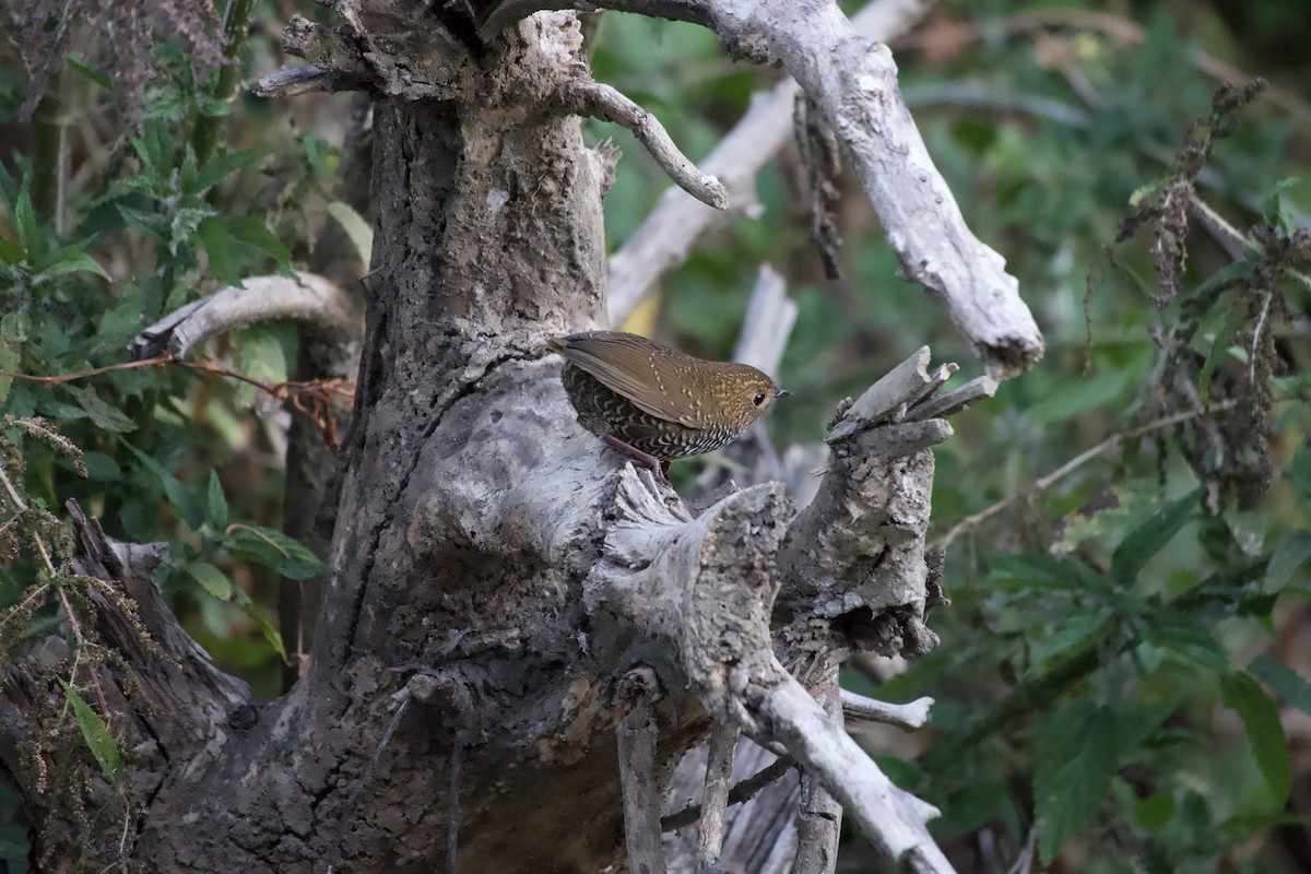 Scaly-breasted Cupwing - ML647225695