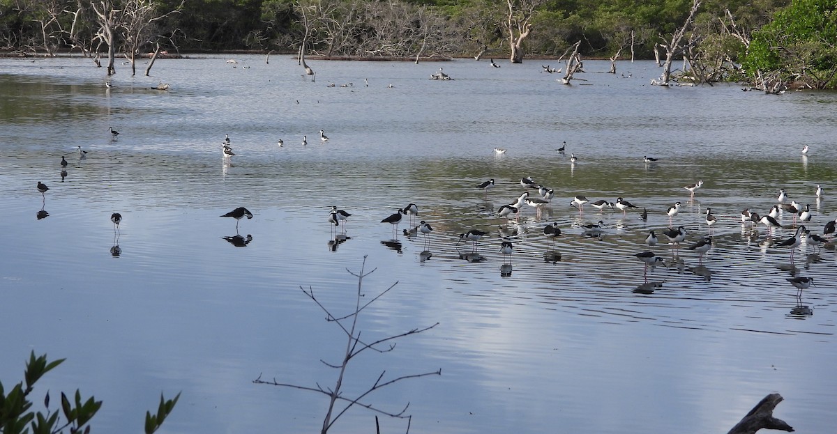 クロエリセイタカシギ - ML647225701