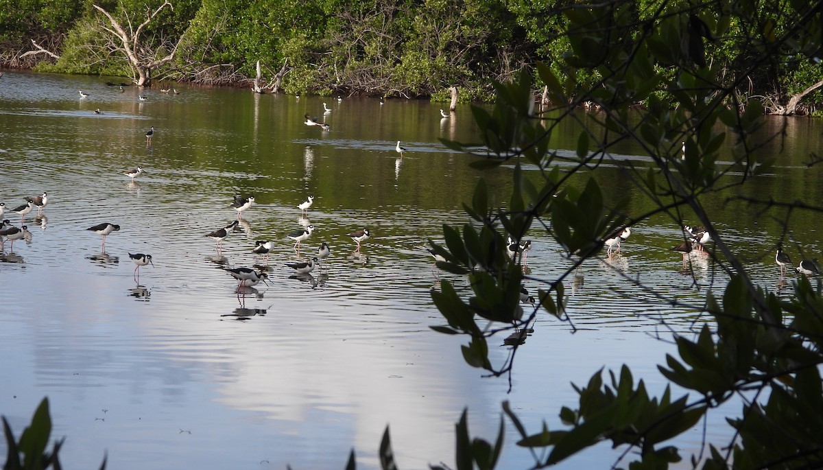 クロエリセイタカシギ - ML647225705