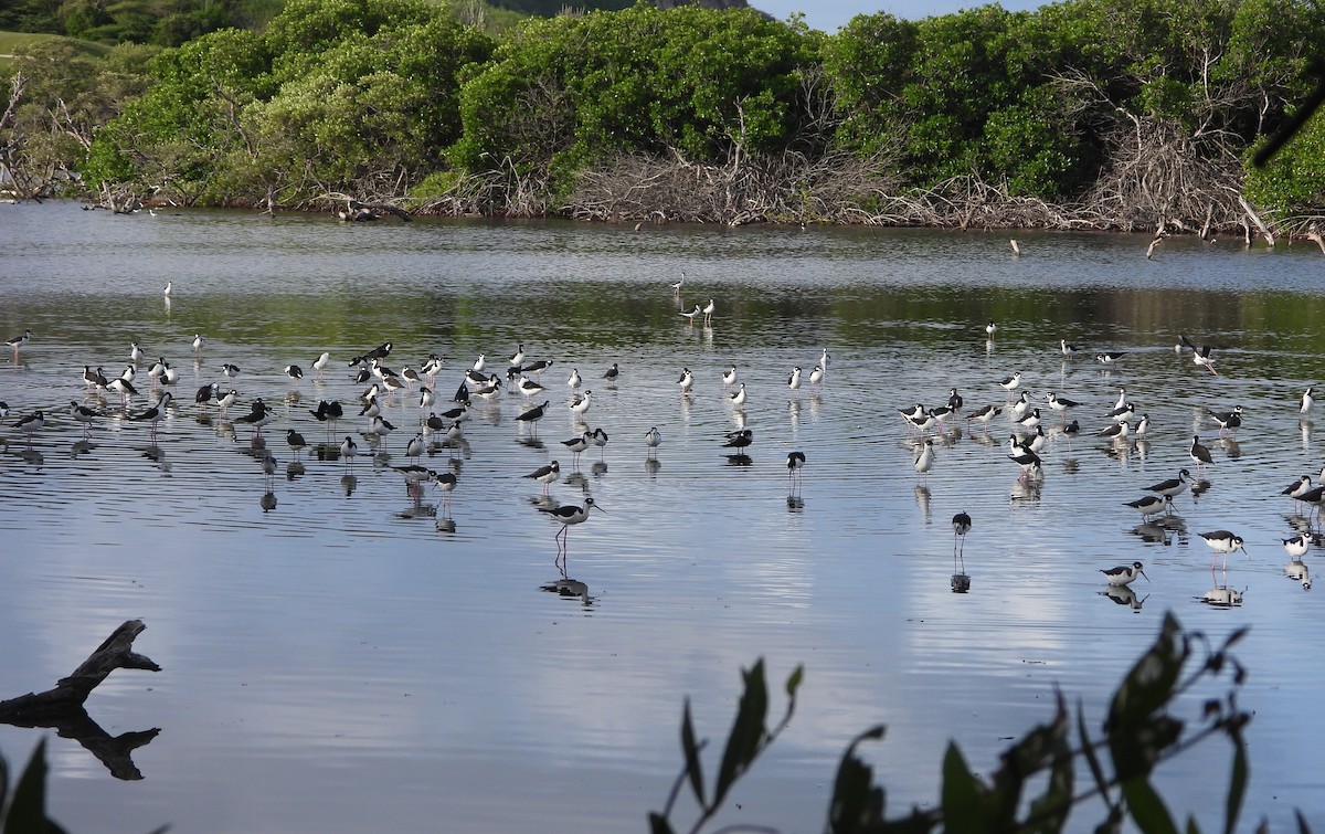 クロエリセイタカシギ - ML647225706