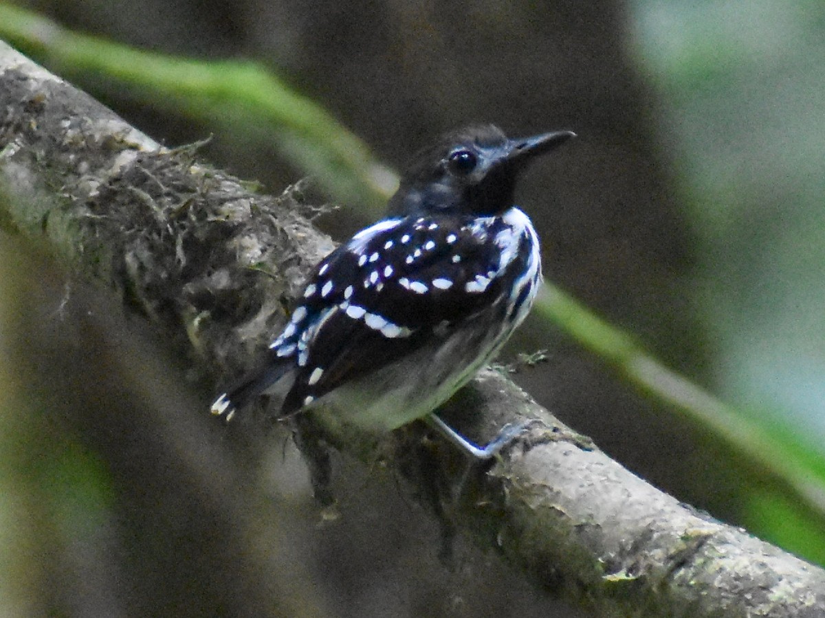 Жемчужноспинная муравьеловка - ML647225712