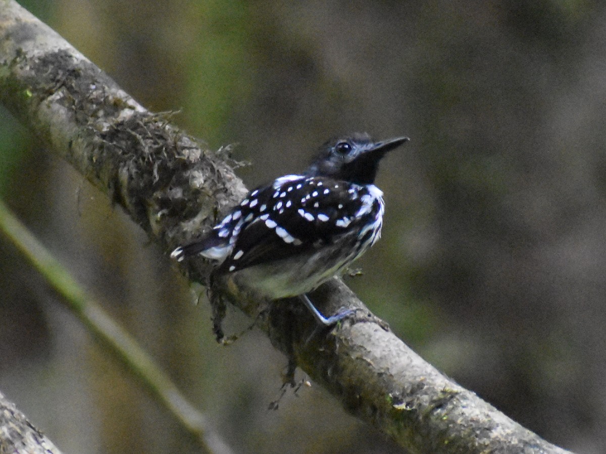 Жемчужноспинная муравьеловка - ML647225713