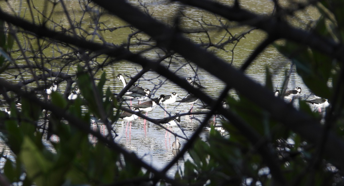 クロエリセイタカシギ - ML647225719