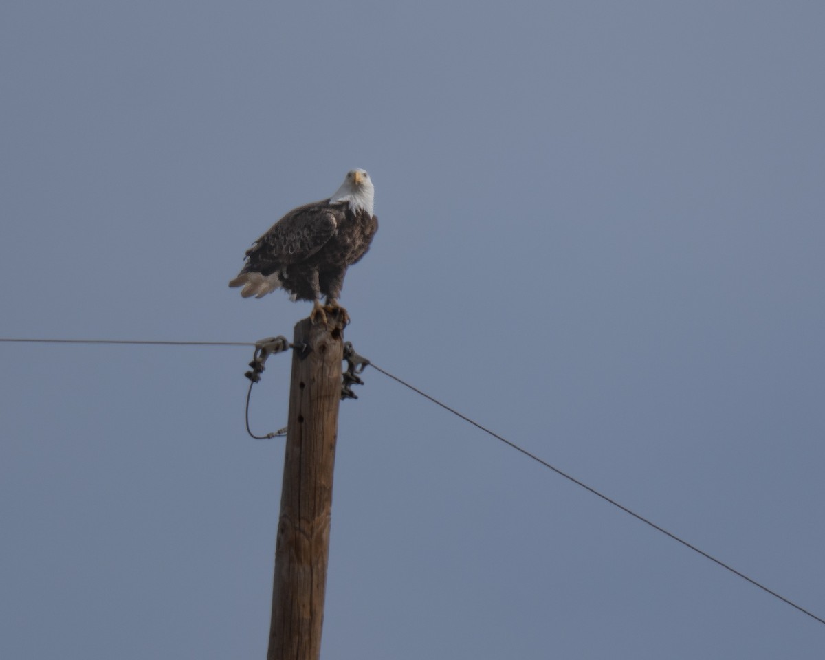 Bald Eagle - ML647225725