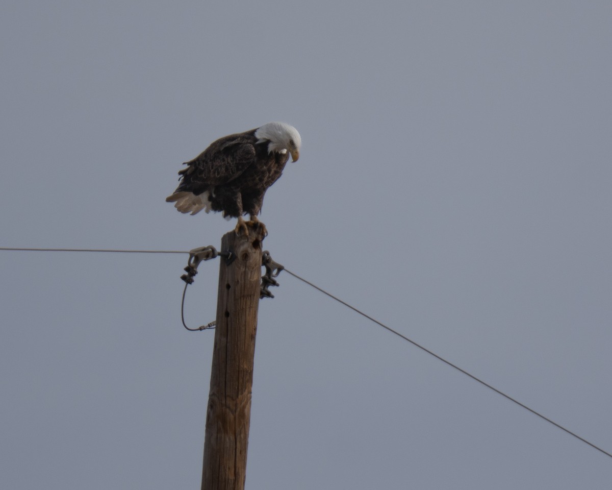 Bald Eagle - ML647225726