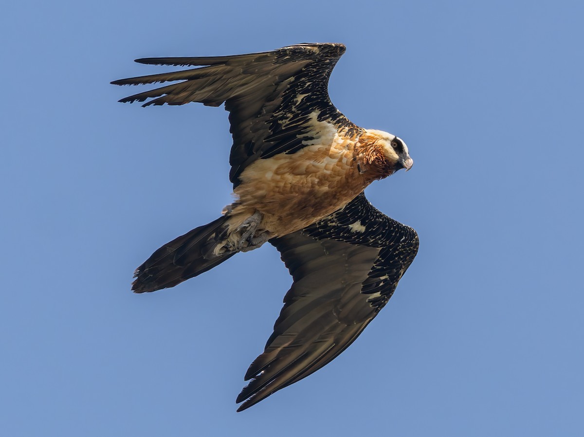 orlosup bradatý - ML647225762