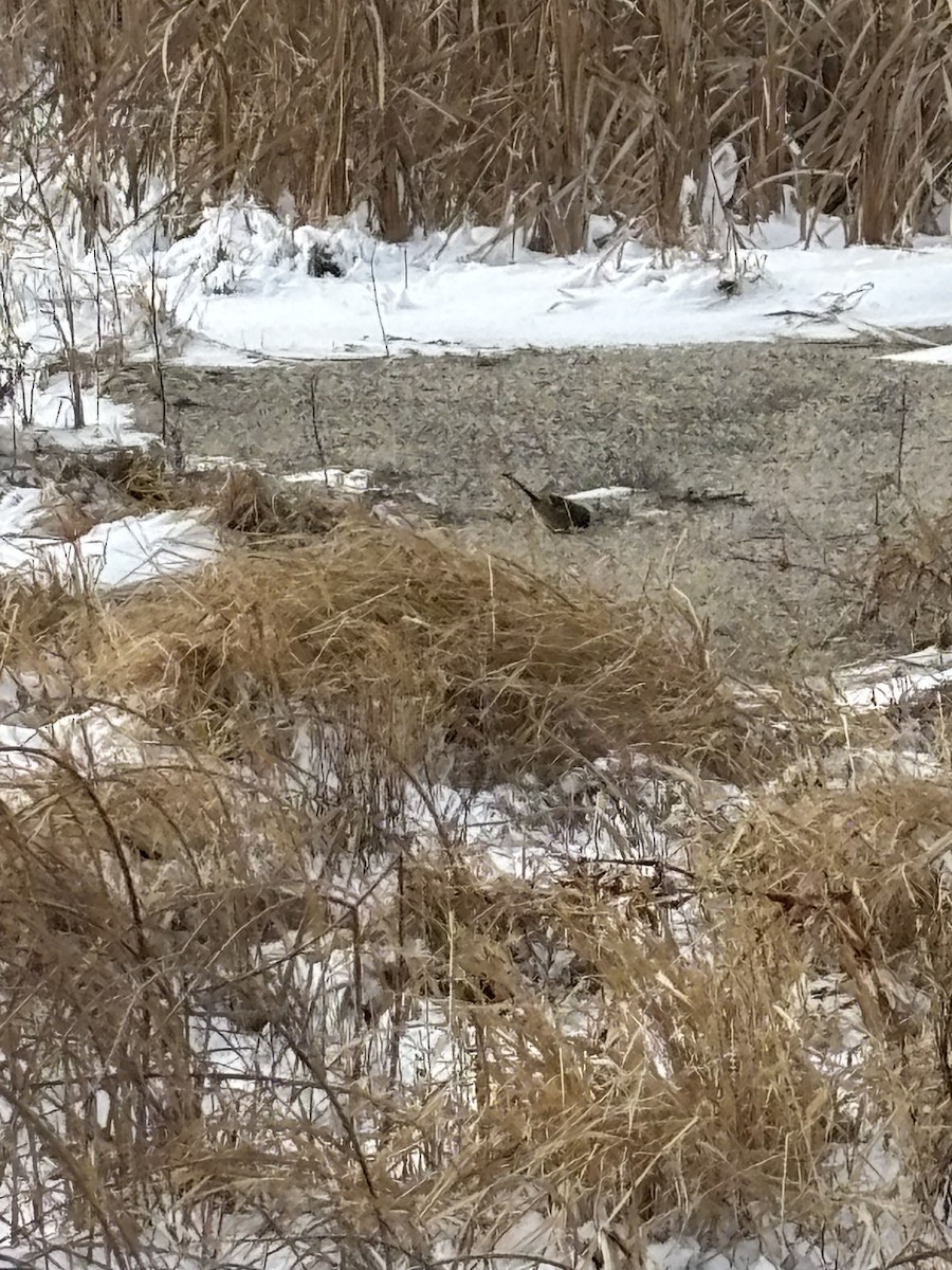 American Tree Sparrow - ML647225785