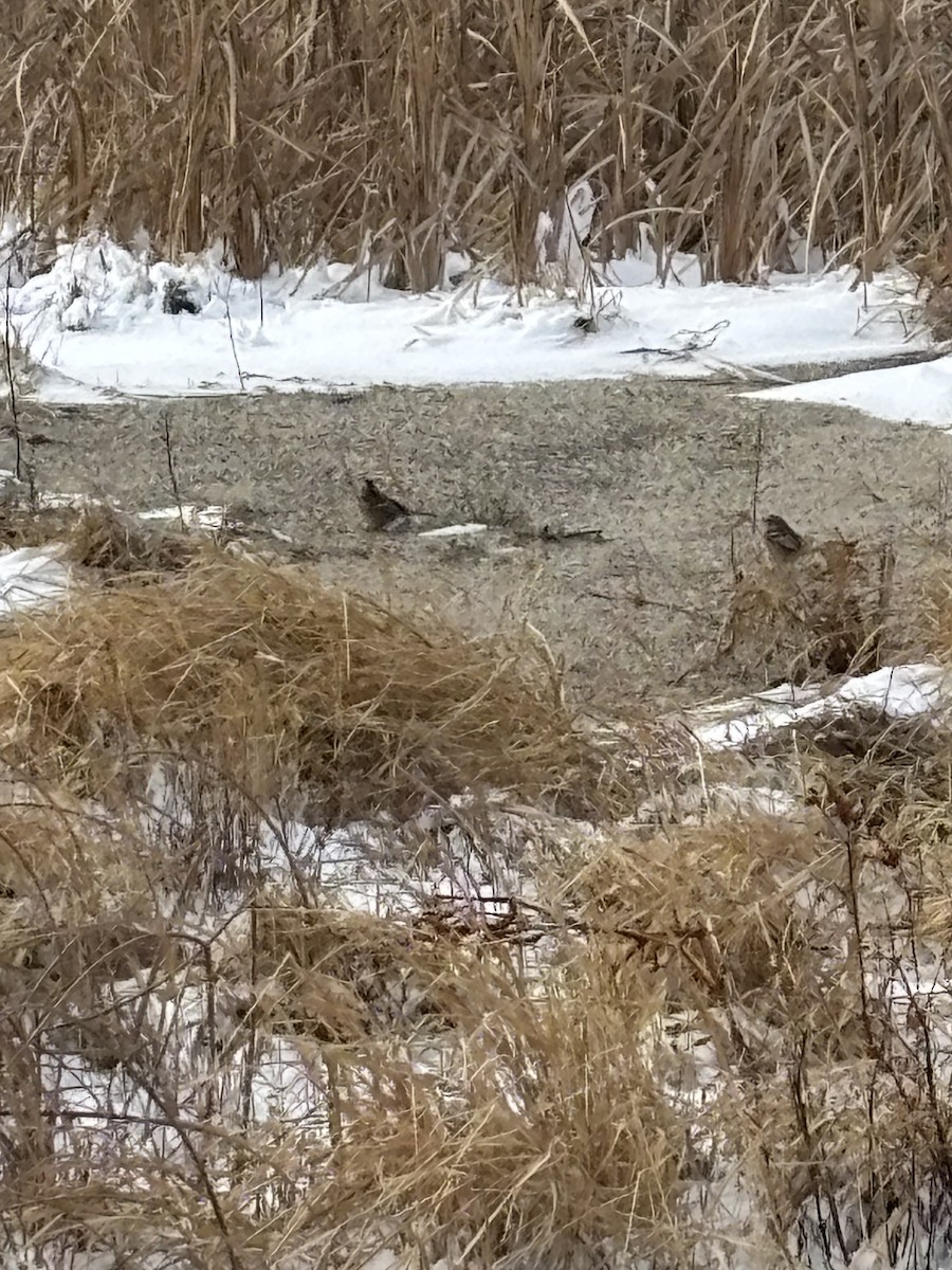 American Tree Sparrow - ML647225786