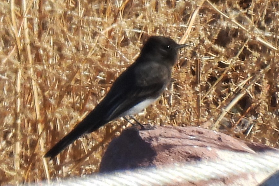 Black Phoebe - ML647225797
