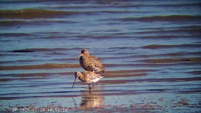 Eurasian Curlew - ML647225800