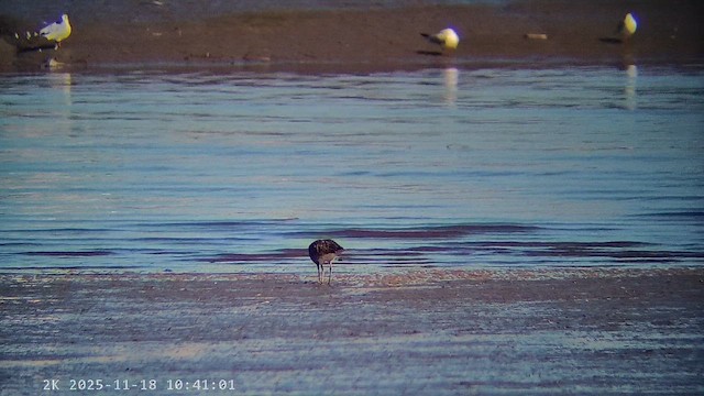 Eurasian Curlew - ML647225803