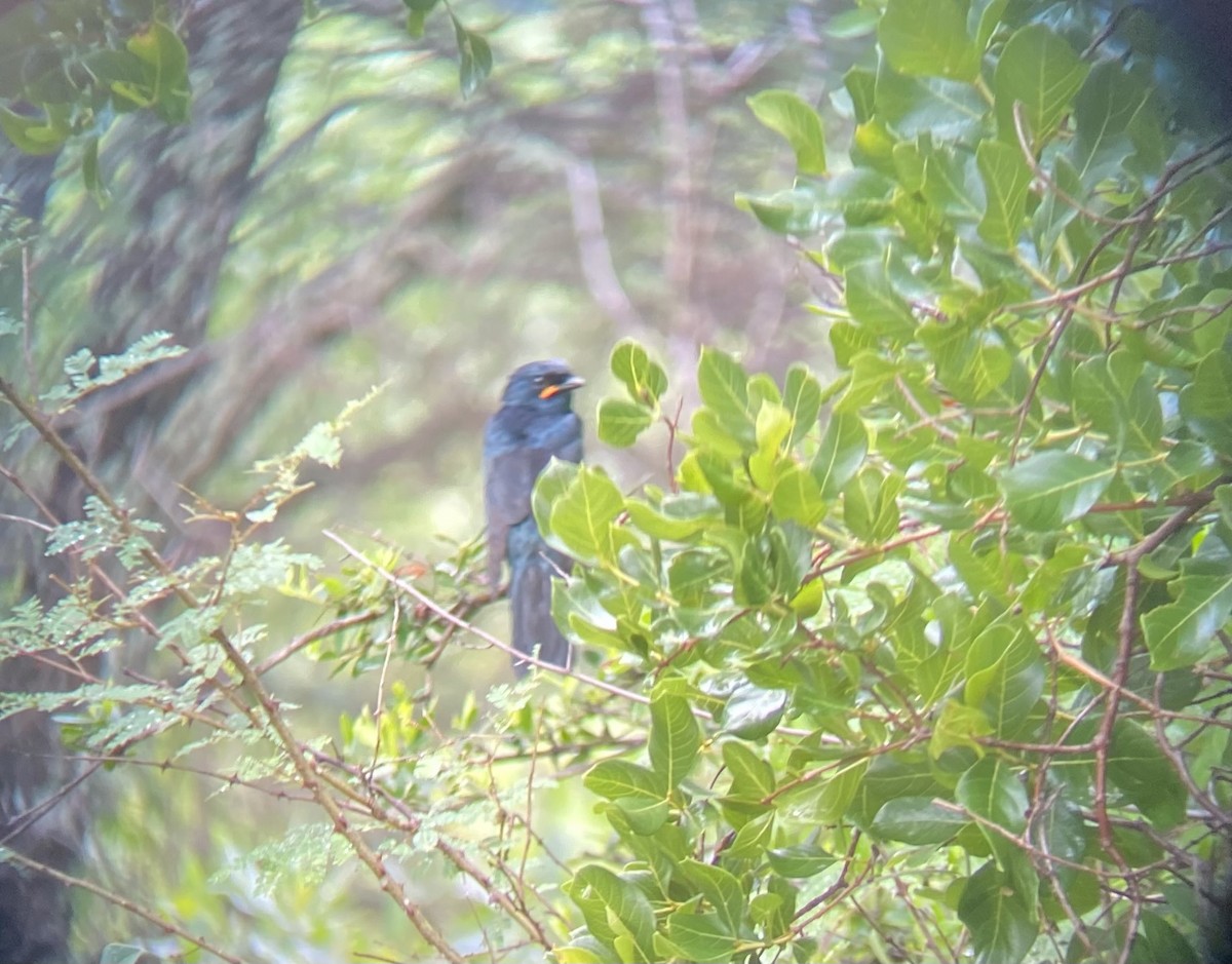 Black Cuckooshrike - ML647225811