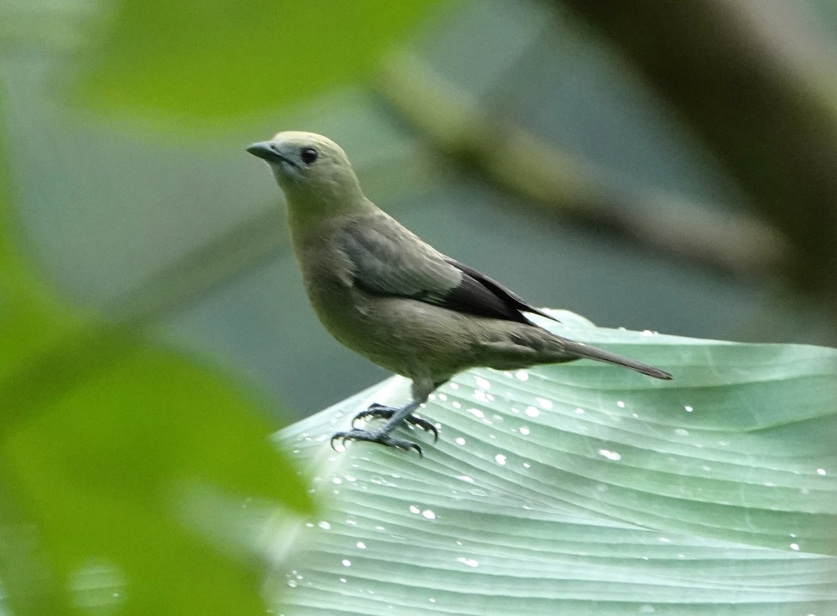 Tangara Palmera - ML647225825