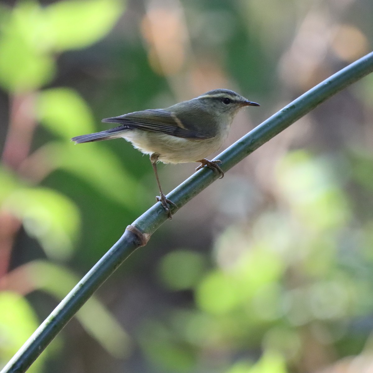 チャバネムシクイ - ML647225855