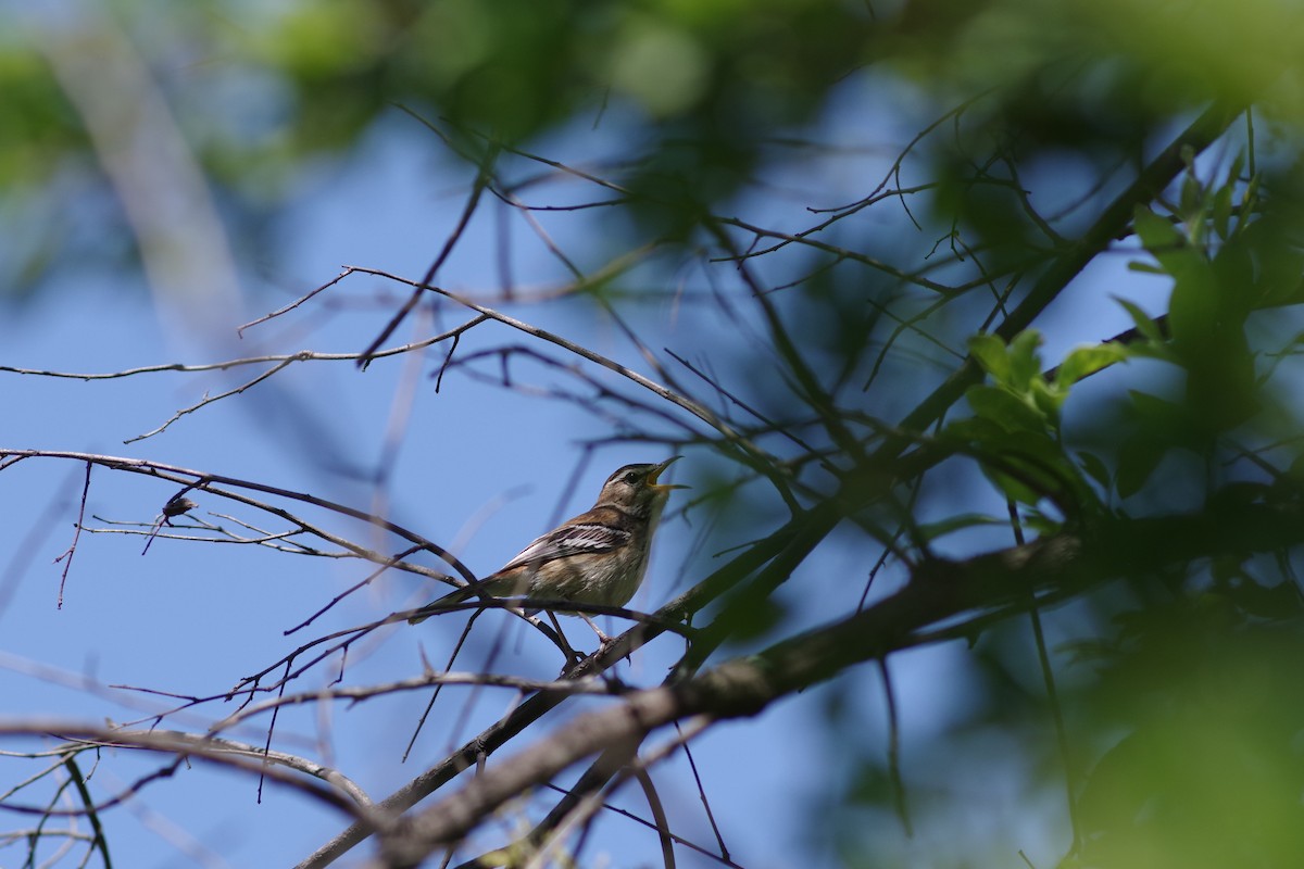 Alaca Kanatlı Çalı Bülbülü - ML647225856