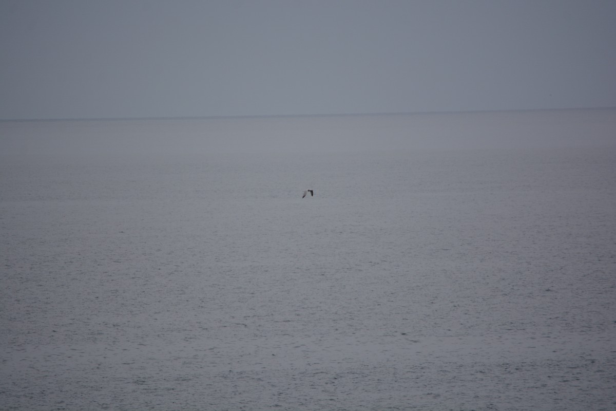 Ada Martısı - ML647225864