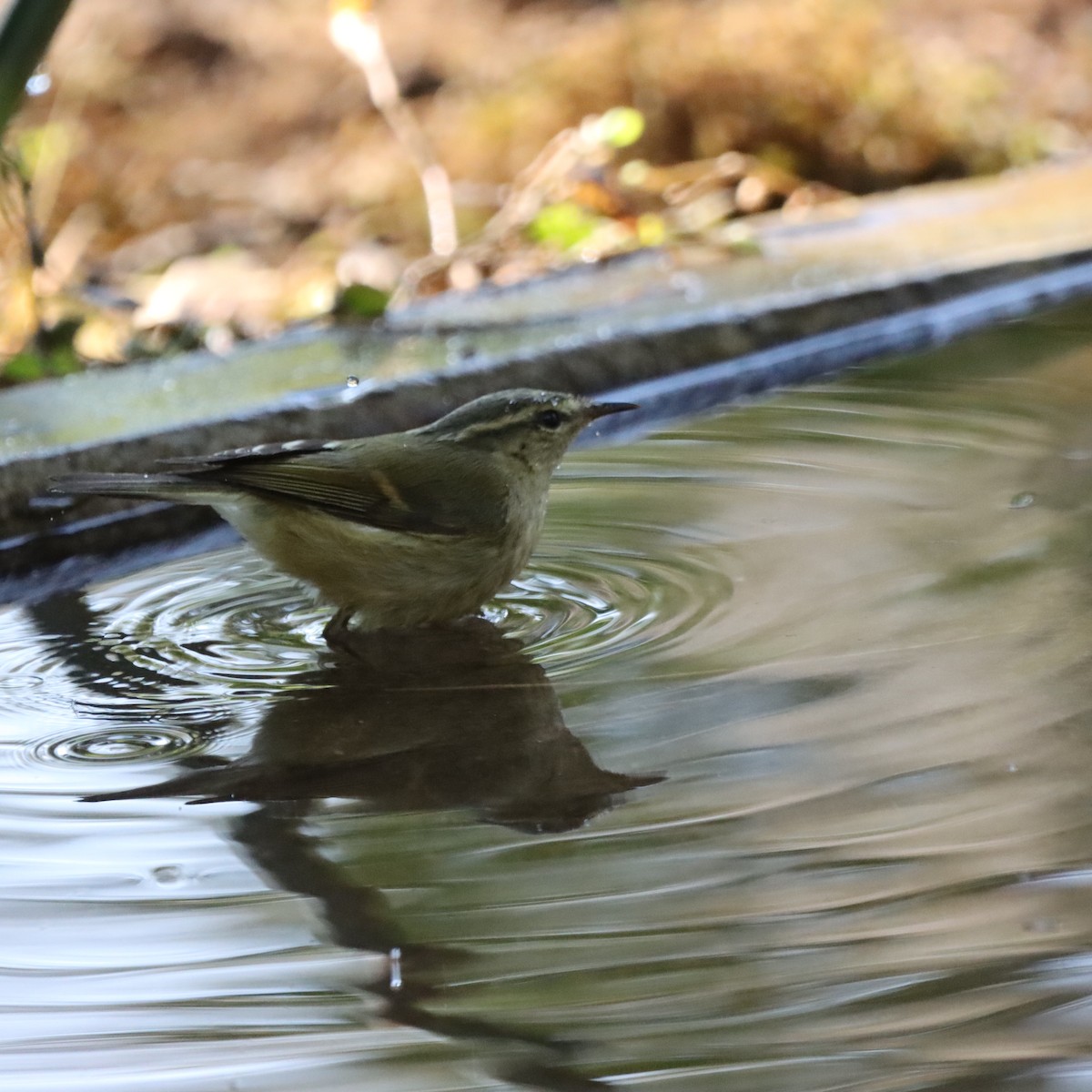 チャバネムシクイ - ML647225865