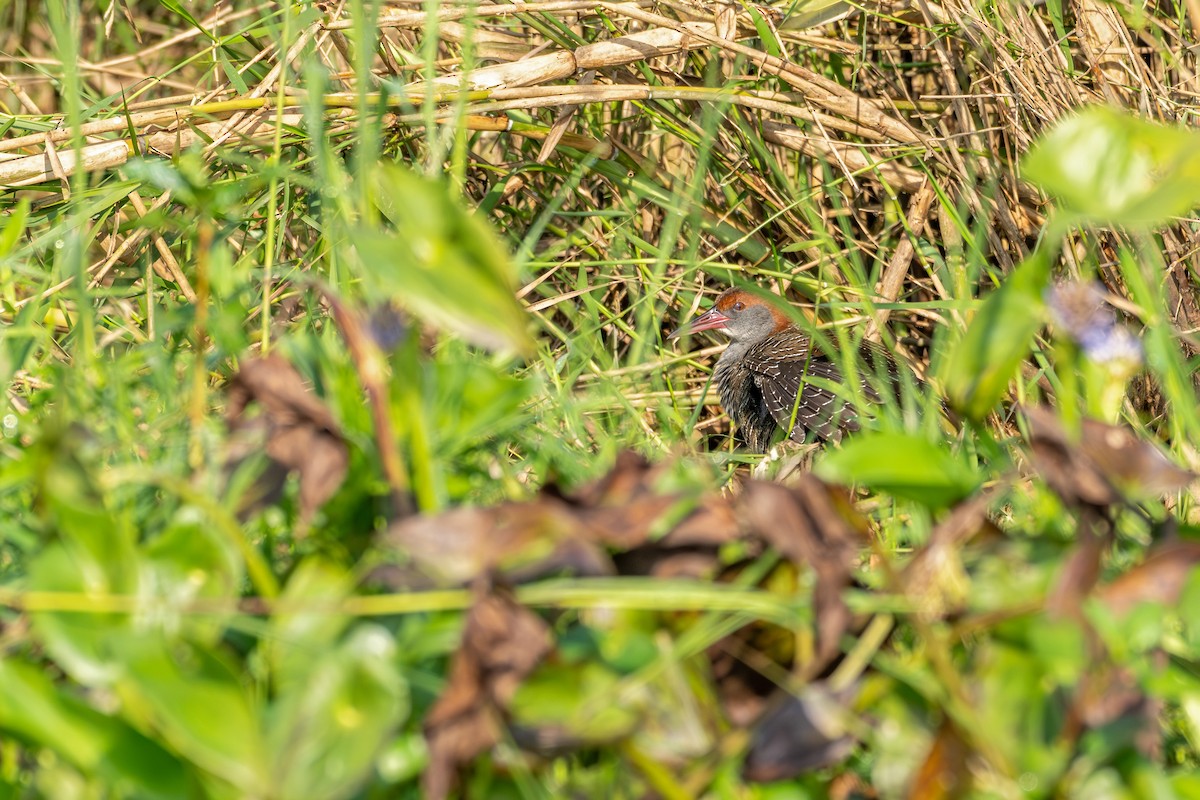 Slaty-breasted Rail - ML647225869