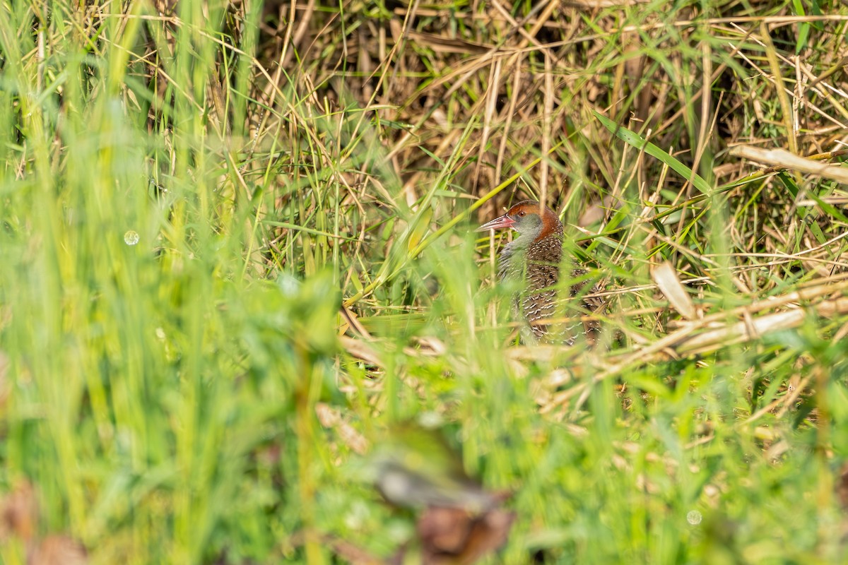 Slaty-breasted Rail - ML647225870
