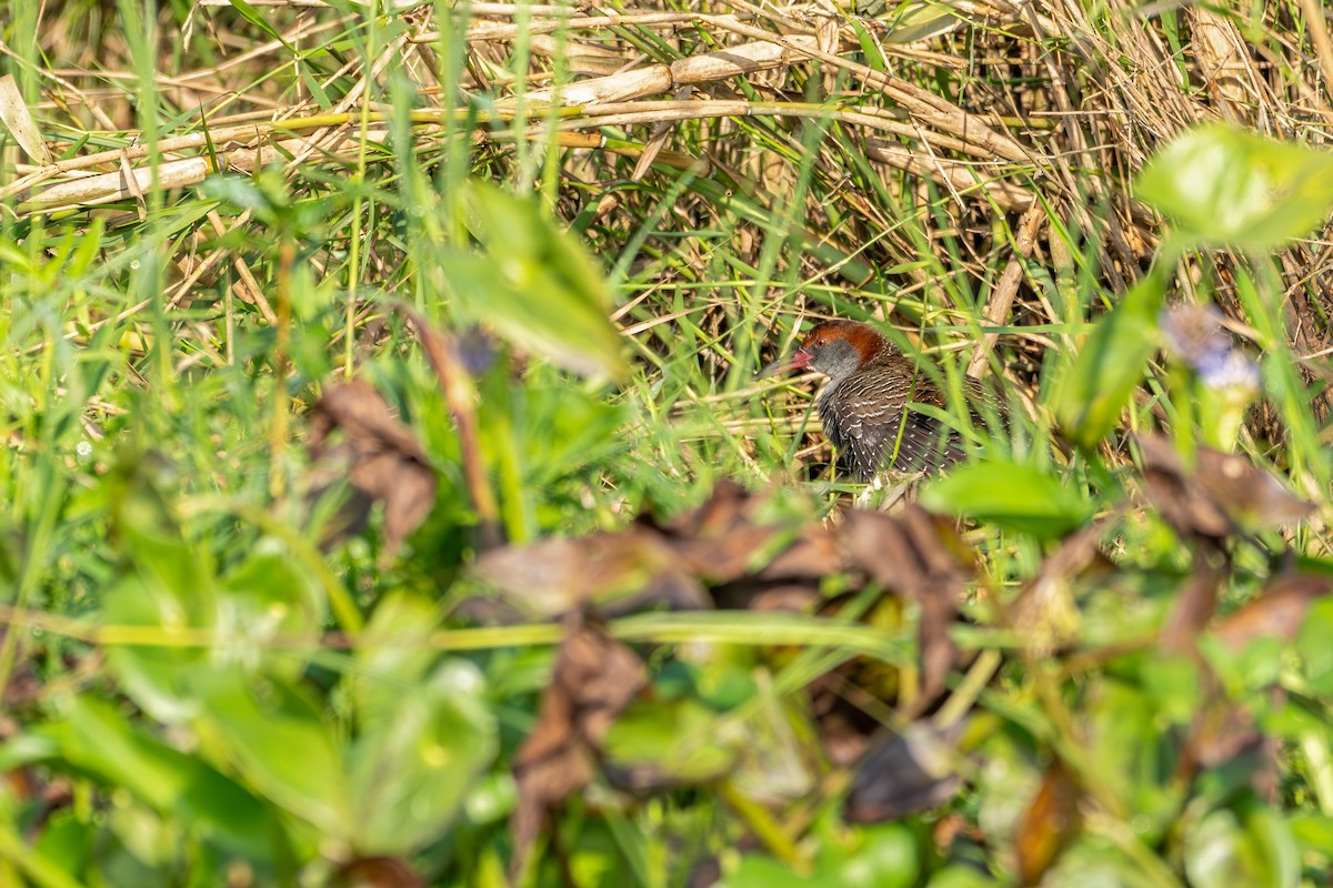 Slaty-breasted Rail - ML647225872