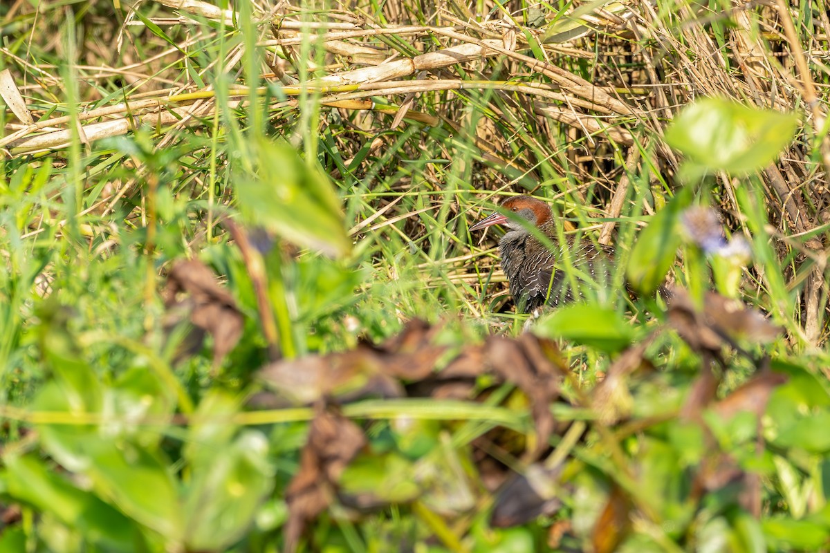 Slaty-breasted Rail - ML647225874