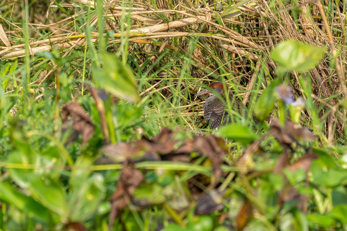 Slaty-breasted Rail - ML647225875