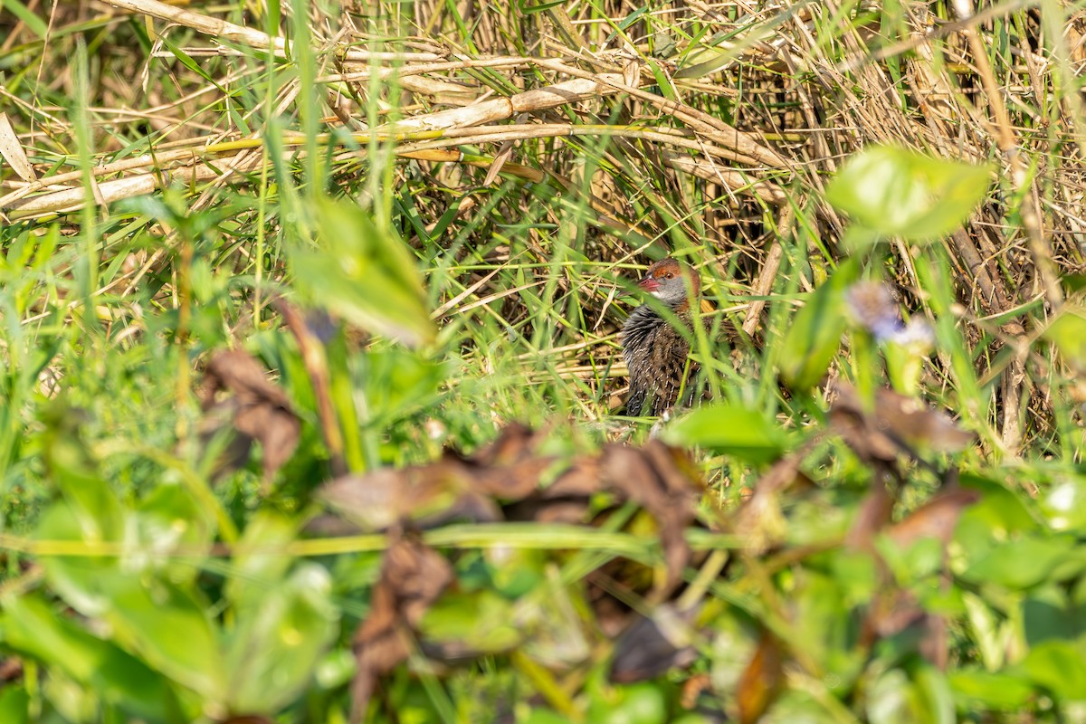 Slaty-breasted Rail - ML647225877