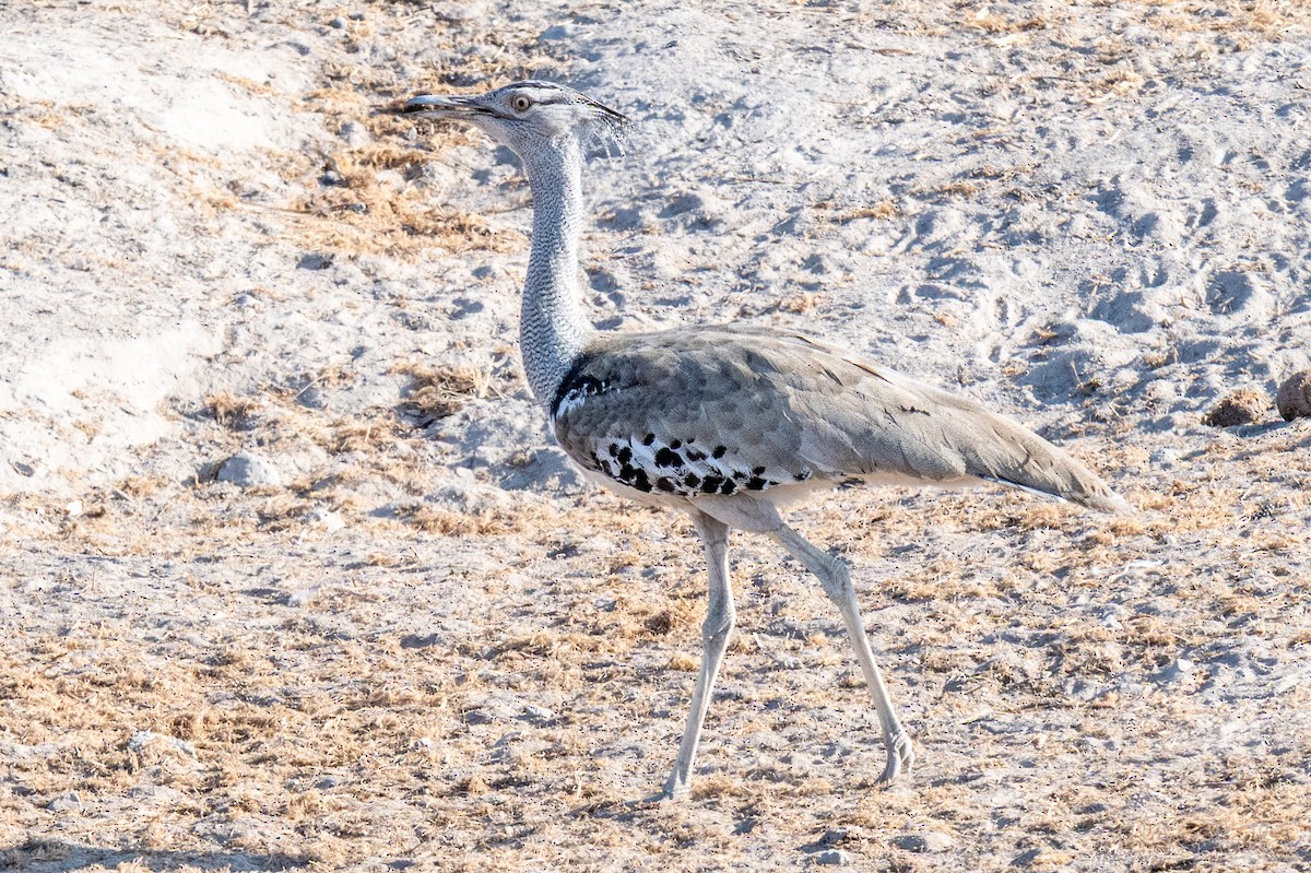 Kori Toyu - ML647225885