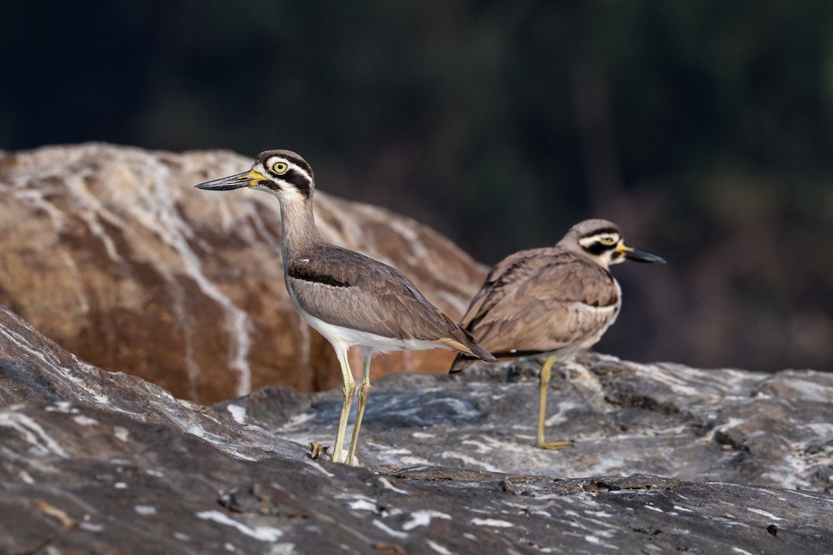 Great Thick-knee - ML647225893