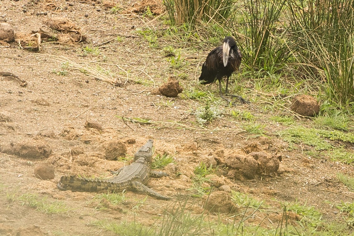 クロスキハシコウ - ML647225909