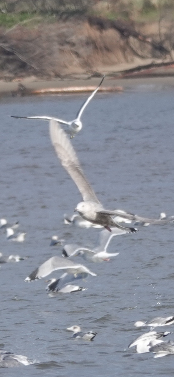 Glaucous-winged Gull - ML647225921