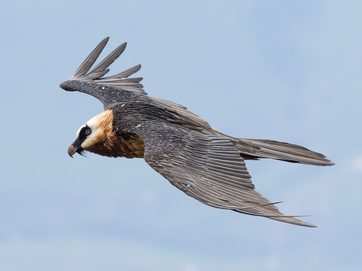 orlosup bradatý - ML647225928