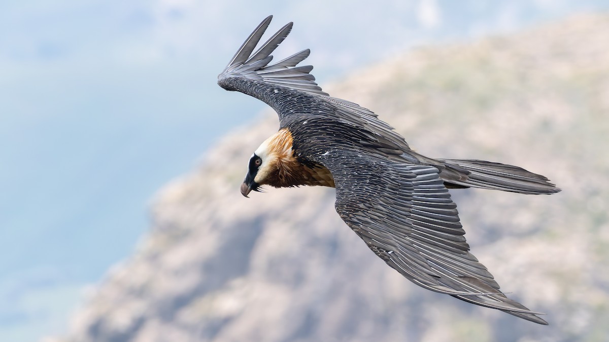 orlosup bradatý - ML647225929