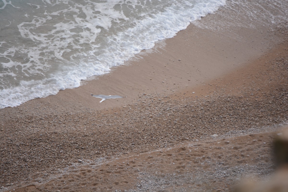 Gümüş Martı - ML647225935