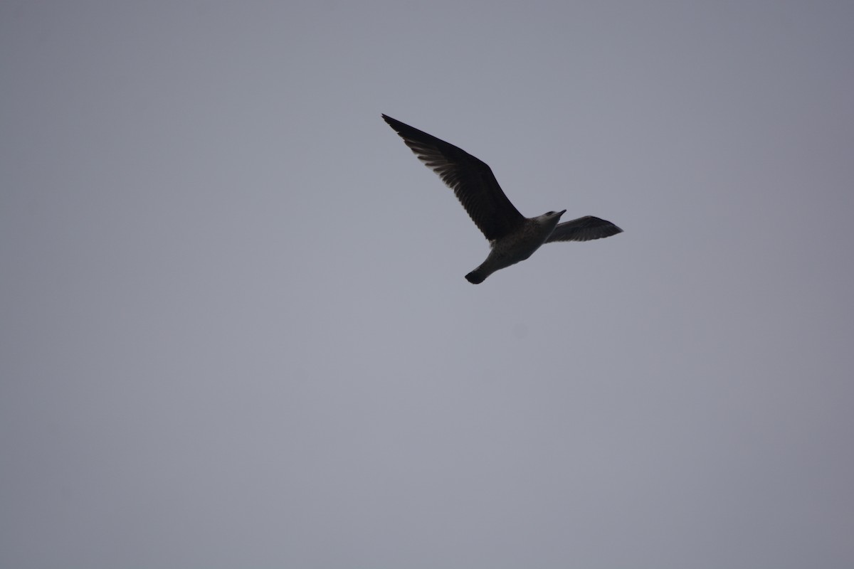 Gümüş Martı - ML647225937