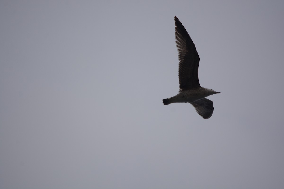 Gümüş Martı - ML647225939