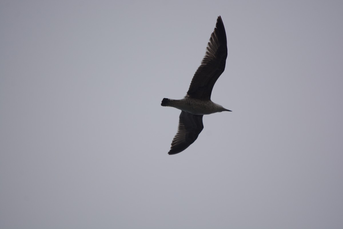 Gümüş Martı - ML647225941