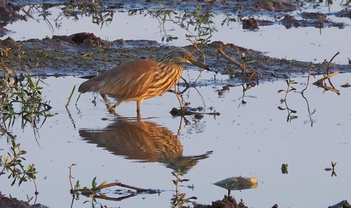 Indian Pond-Heron - ML647225955